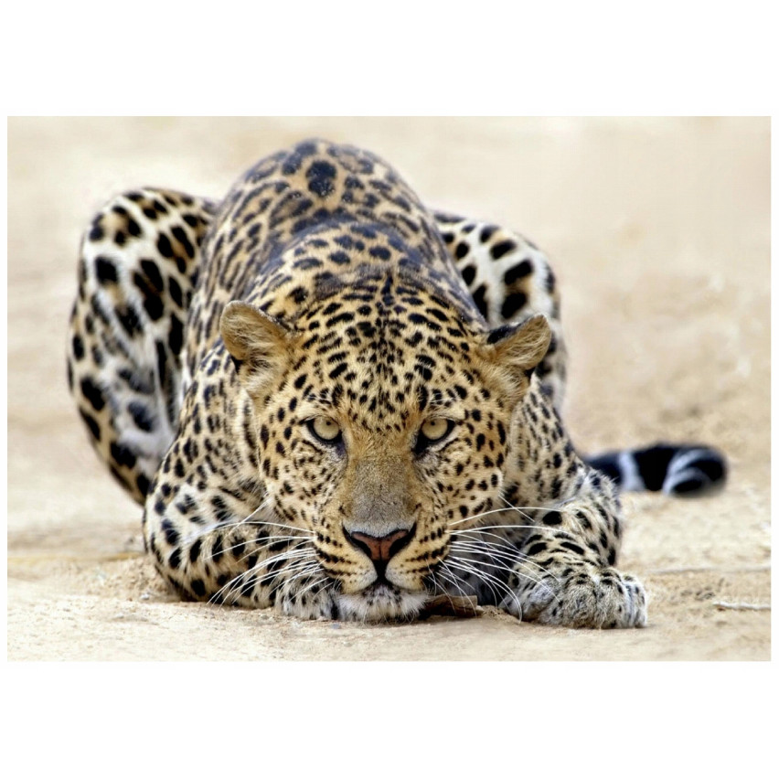 FOTOTAPETA JAGUAR AFRYKA TYGRYS DO SYPIALNI SALONU TAPETA ŚCIENNA 200x140