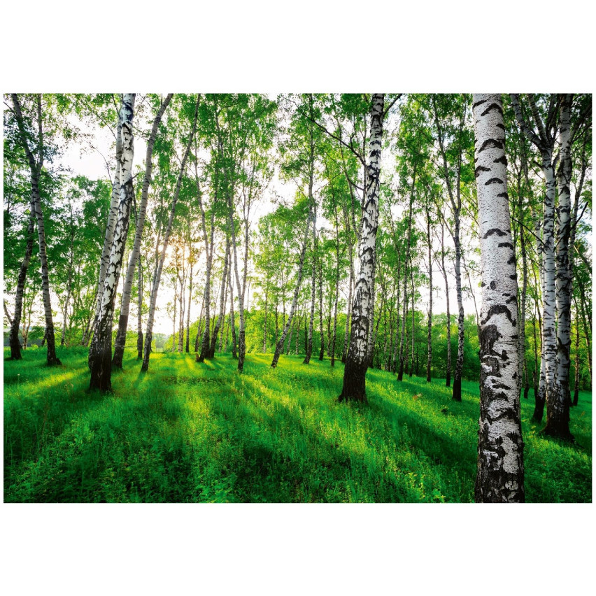 FOTOTAPETA LAS BRZOZOWY DRZEWA 3D DO SYPIALNI SALONU TAPETA ŚCIENNA 400x280