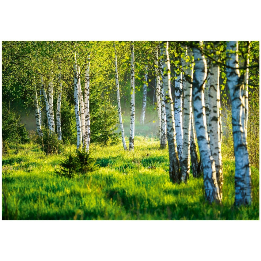 FOTOTAPETA LAS BRZOZOWY DRZEWA NATURA ŁĄKA SALON SYPIALNIA TAPETA 250x175
