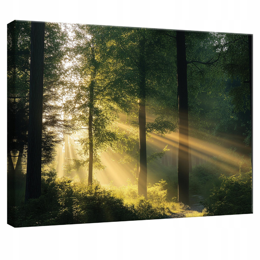 OBRAZ NA PŁÓTNIE ŚCIANĘ LAS NATURA DRZEWA DO SYPIALNI SALONU KUCHNI 120x80 PP15429