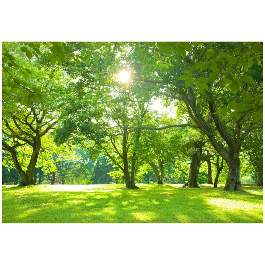 FOTOTAPETA LAS SŁOŃCE DRZEWA NATURA ŁĄKA DO SALONU SYPIALNI TAPETA 250x175
