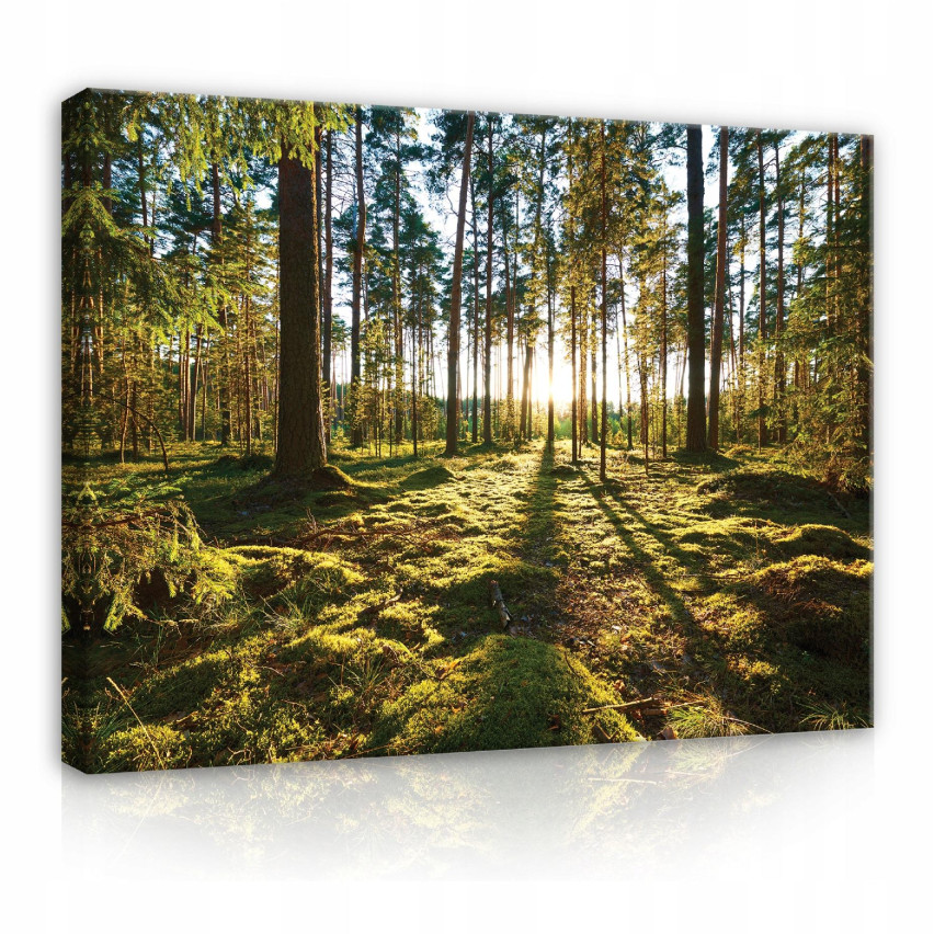 Obraz Na Płótnie LAS DRZEWA NATURA Duży 60x40